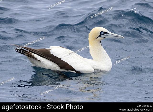 Cape Gannet (Morus capensis), side view of an adult swimming, Western Cape, South Africa
