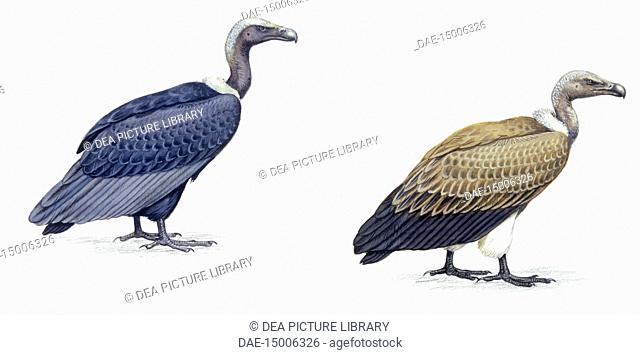 Zoology - Birds - Falconiformes - Indian White-rumped Vulture (Gyps bengalensis), Slender-billed Vulture (Gyps tenuirostris), illustration