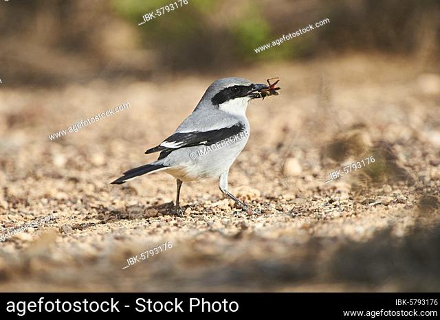 Great grey shrike (Lanius excubitor ) on the ground with prey in the beak, Fuerteventura, Canary Islands, Spain, Europe