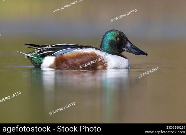Northern Shoveler (Anas clypeata), side view of an adult male swimming in the water, Campania, Italy