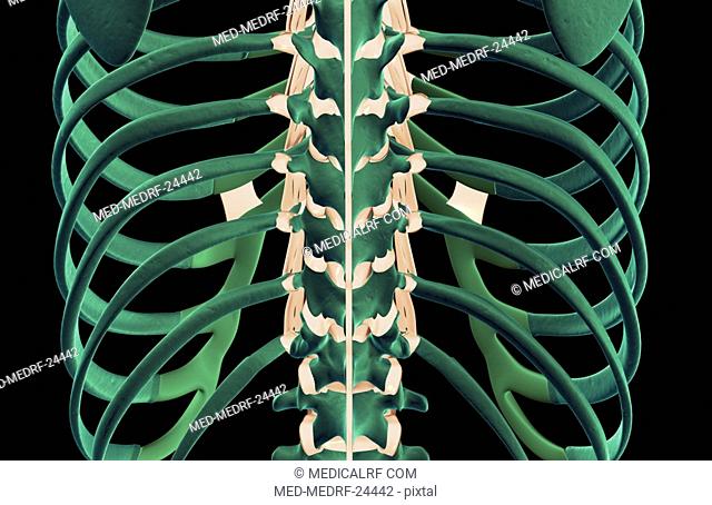 The ligaments of the back