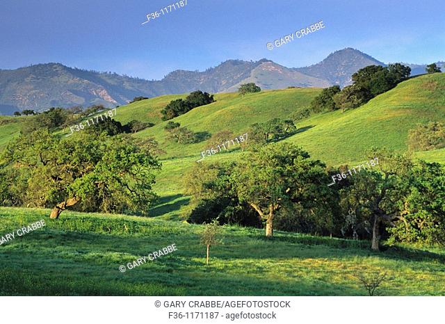 Green hills in spring at sunset Foxen Canyon Road, near Los Olivos, Santa Barbara County, California