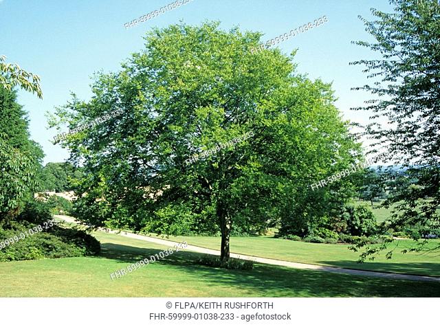 Keaki Zelkova serrata habit, whole tree