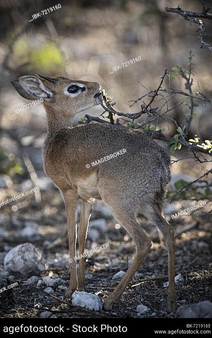 Kirk dikdik or kirk's dik-dik (Madoqua kirkii), male animal feeding on a shrub, Etosha National Park, Namibia, Africa