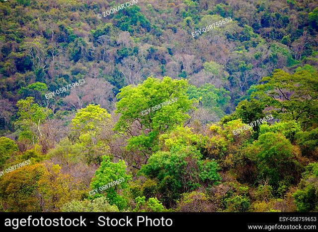 rainforest in Ankarafantsika national park, woodland with tropical climate, Madagascar wilderness