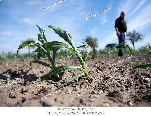 18 July 2018, Germany, Wildenhain: Farmer Matthias Boebel of the Agrarprodukte eG cattle raisers' group standing in a dry field on which only a few corn plants...