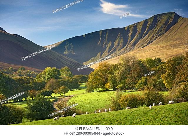 View of pasture with sheep grazing, hills in background, looking from Cartref area, Penyfan, Brecon Beacons, Monmouthshire, Wales, october