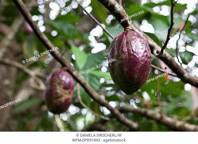 Fruit of Cacao Tree, Theobroma cacao, Los Haitises National Park, Dominican Republic