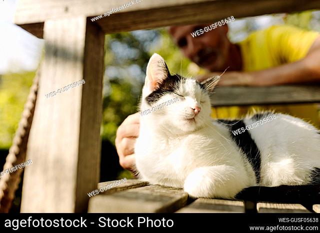 Man stroking cat sitting with eyes closed on chair in back yard