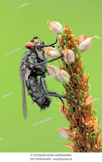 Flesh fly (Sarcophagidae)