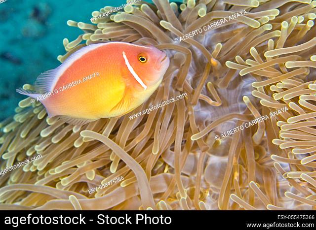 Pink Anemonefish, Amphiprion perideraion, Magnificent Sea anemone, Ritteri anemone, Heteractis magnifica, Lembeh, North Sulawesi, Indonesia, Asia