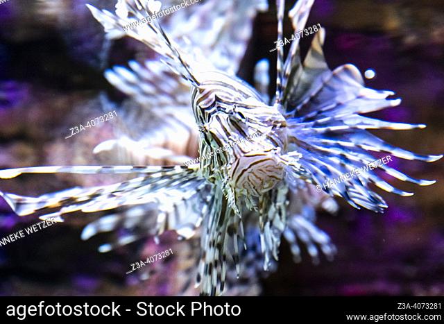 Closeup of a lion fish in an aquarium