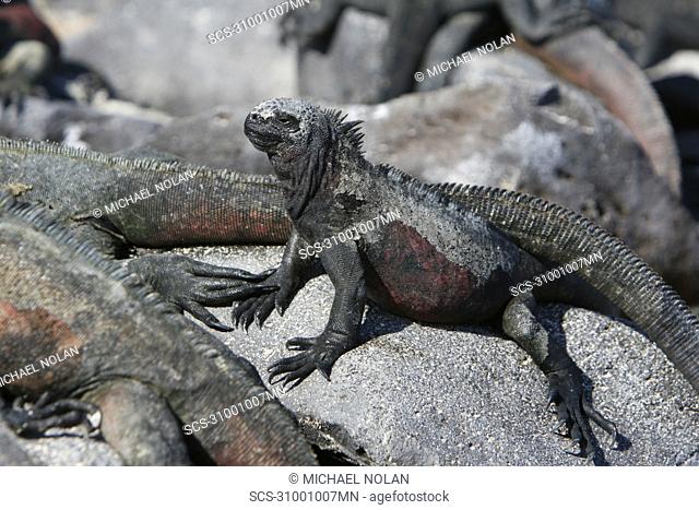 The endemic marine iguana Amblyrhynchus cristatus in the Galapagos Island Group, Ecuador This is the only marine iguana in the world