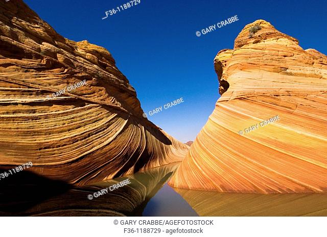 Seasonal desert pool of water below striated sandstone at The Wave, Coyote Buttes, Paria Canyon Vermilion Cliffs Wilderness, Arizona