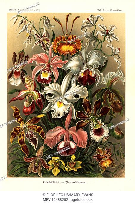 Orchideae: Odontoglossum naevium, Psychopsis krameriana, Cyrtochilum ramosissimum, Oncidium schroederianum, Cattleya ballantiniana, Cattleya mendelii
