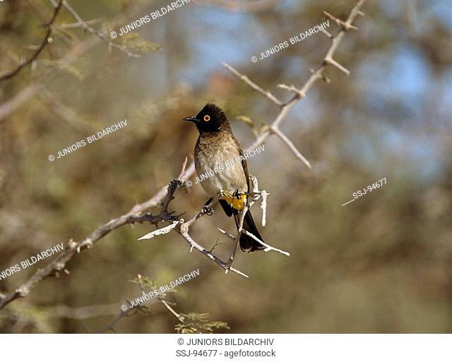 red - eyed bulbul - sitting on branch / Pycnonotus nigricans