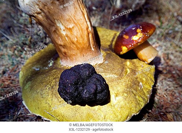 Black truffle, tuber melanosporum, on Porcini mushroom, boletus edulis  Cabrejas del pinar, Soria  Castile-Leon  Spain