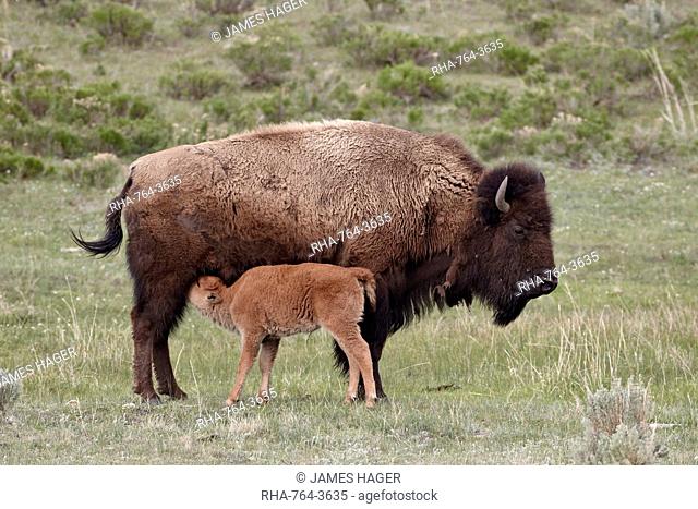Bison Bison bison cow nursing her calf, Yellowstone National Park, Wyoming, United States of America, North America