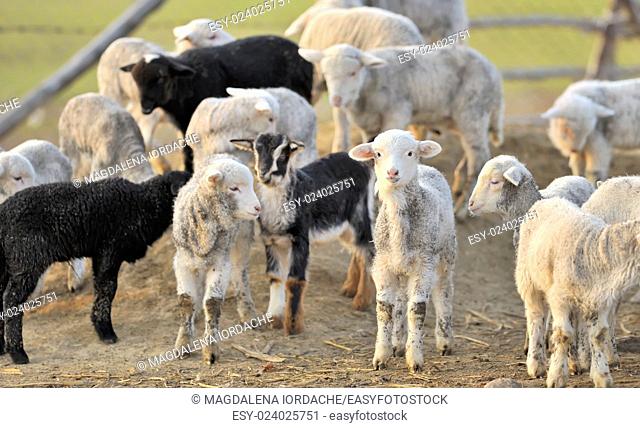 A flock of young sheep on farm