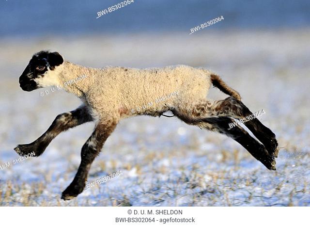 domestic sheep (Ovis ammon f. aries), lamb romping around