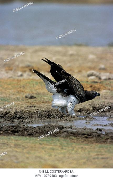 Martial Eagle - Drinking at waterhole (Polemaetus bellicosus)
