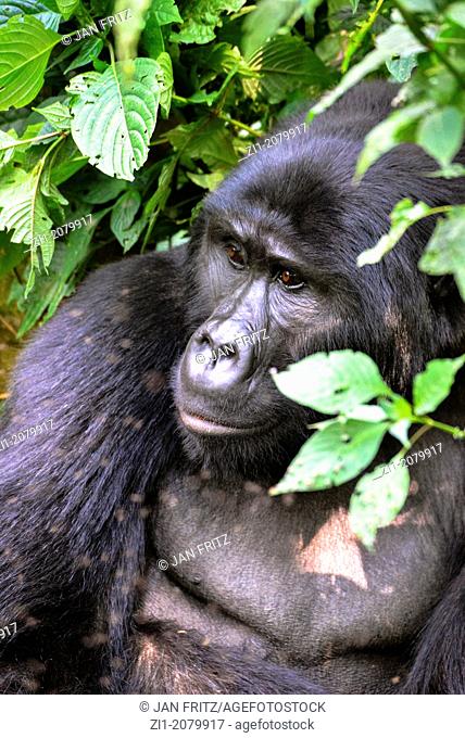 close up of silverback gorilla in Bwindi Impenetrable Forest in Uganda