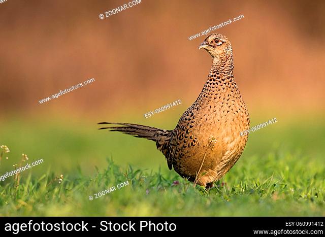 Female common pheasant, phasianus colchicus, in spring evening light on meadow with blurred background during golden hour with vivid contrast bright colors...