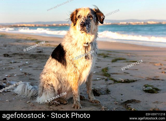 Furry white, black and brown dog and sea waves, pet travel background