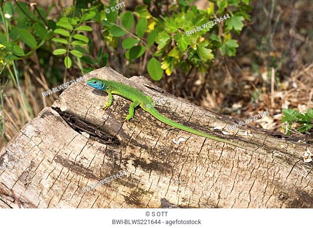 Western Green Lizard Lacerta bilineata, male, Hungary, Puszta