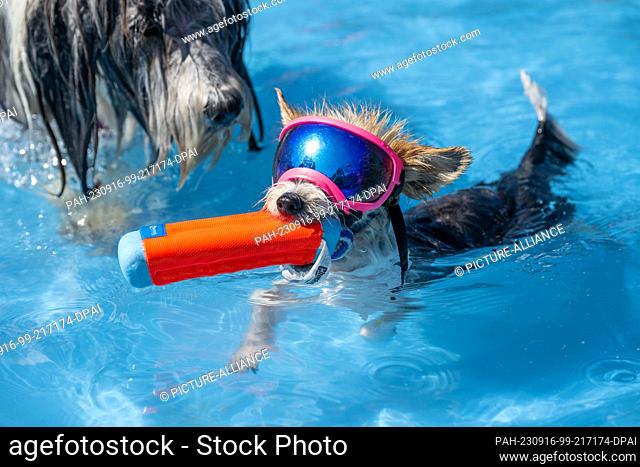 16 September 2023, Bavaria, Augsburg: Yorkshire terrier Rose (r) wears sunglasses and splashes around with Bearded Collie Charlotte in the children's pool of...