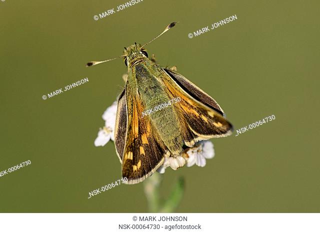 Silver-spotted Skipper (Hesperia comma) resting, England, Oxfordshire