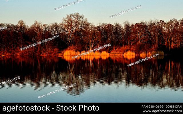 02 March 2021, Lower Saxony, Vechelde: The forest on the shore of a fishing pond, a former gravel pit, glows red in the evening light of the setting sun