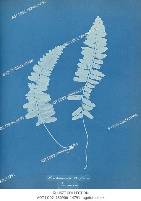 Trichomanes crispum, Jamaica; Anna Atkins (British, 1799 - 1871); England; 1853; Cyanotype; 25.4 × 19.4 cm (10 × 7 5, 8 in.)