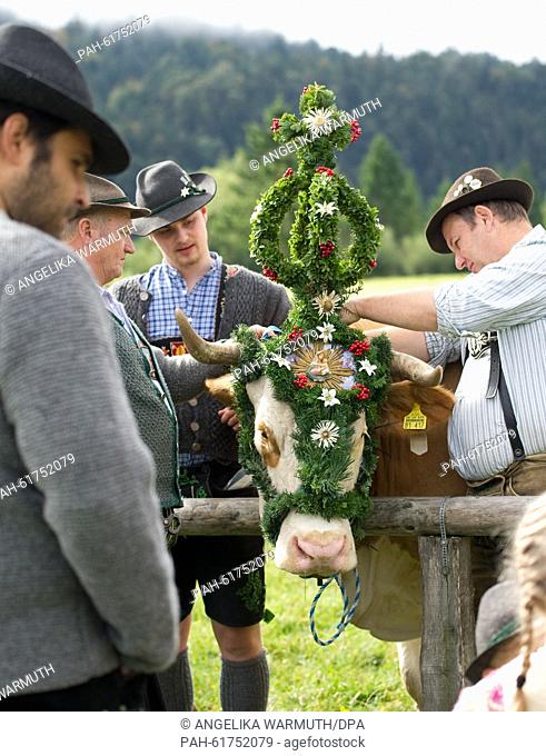 Farmers decorate their cows for the traditional driving down of cattle from the mountain pastures in Kruen, Germany, 19 September 2015