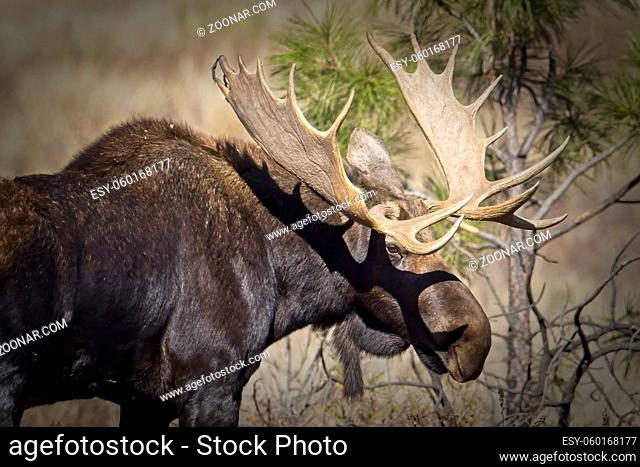 A close up of a bull moose stands in a grassy area of Turnbull WIldlife Refuge near Cheney, Washington