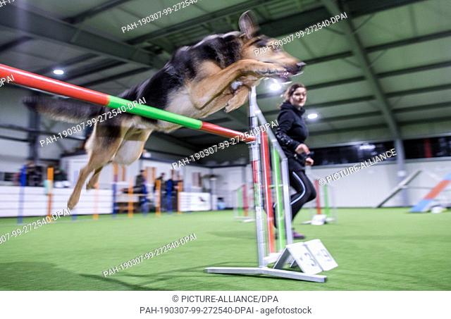 15 February 2019, Schleswig-Holstein, Barteheide: A shepherd dog jumps over an obstacle during agility training in the indoor training hall for dog athletes