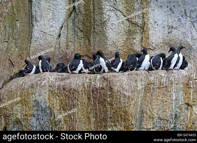 Thick-billed murre (Uria lomvia) or guillemot colony, bird rock Alkefjellet, Hinlopen Strait, Spitsbergen Island, Svalbard Archipelago, Norway, Europe