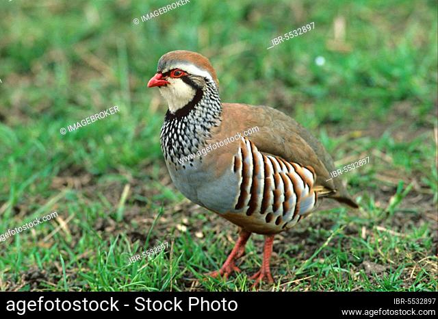 Red-legged partridges (Alectoris rufa), Chicken birds, Animals, Birds, Red-legged Partridge Close-up