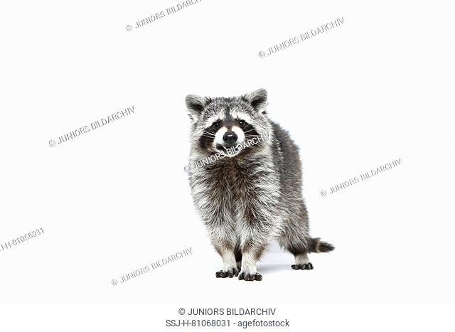 Raccoon (Procyon lotor). Adult standing, seen head-on. Studio picture against a white background. Germany