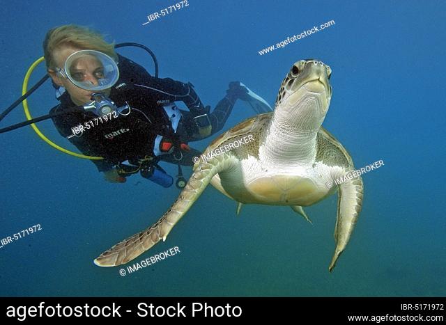 Diver and hawksbill sea turtle (Eretmochelys imbricata), Canary Islands, Spain, Europe, Atlantic, Europe
