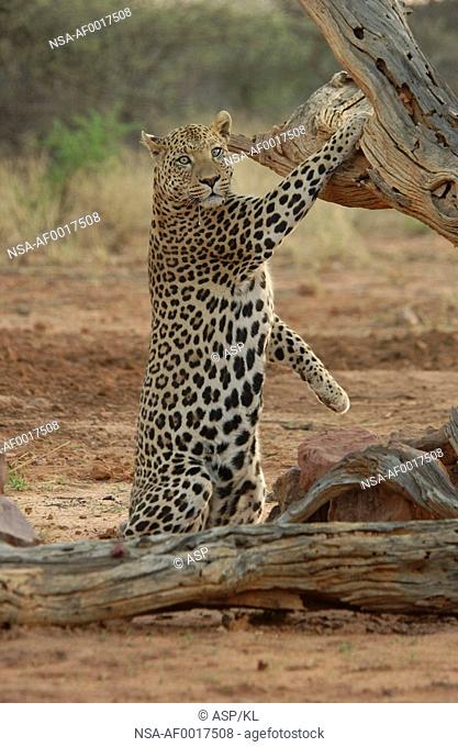 Leopard - Namibia, Africa