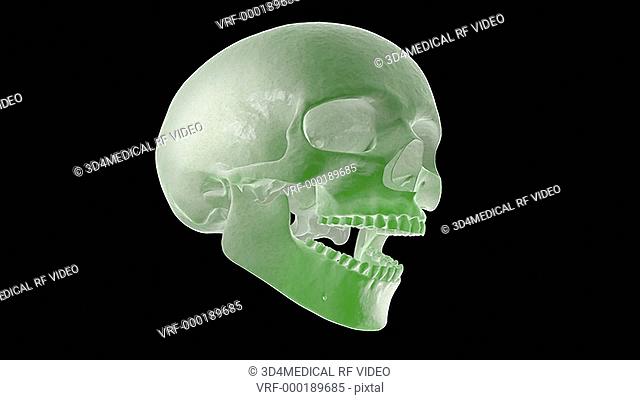 This animation depicts a rotation of stylized skull with the jaw bone rotating