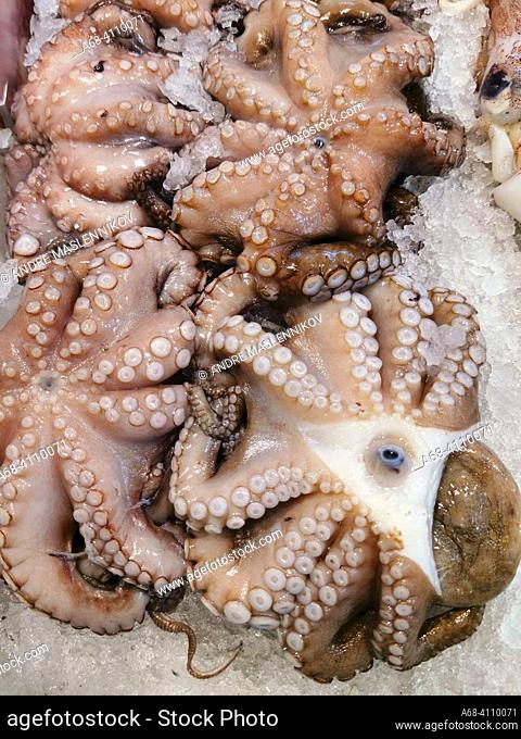 Octopuses for sale lie on a bed of ice in the fish counter. . The market hall Mercado De Vegueta in Las Palmas, Gran Canaria