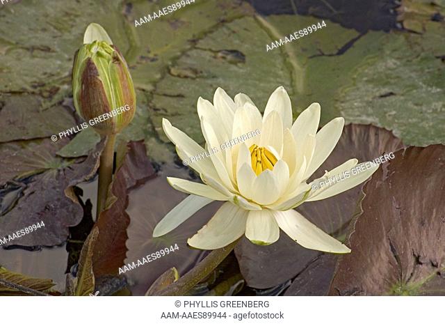 Water Lily (Nympheae odorata Aiton) Collier County, Fl