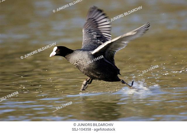 Coot starting to fly / Fulica atra