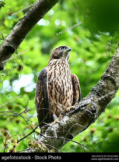 11 June 2022, Berlin: 11.06.2022, Berlin. A young goshawk (Accipiter gentilis) sits on the branch of a birch tree in the district of Steglitz-Zehlendorf