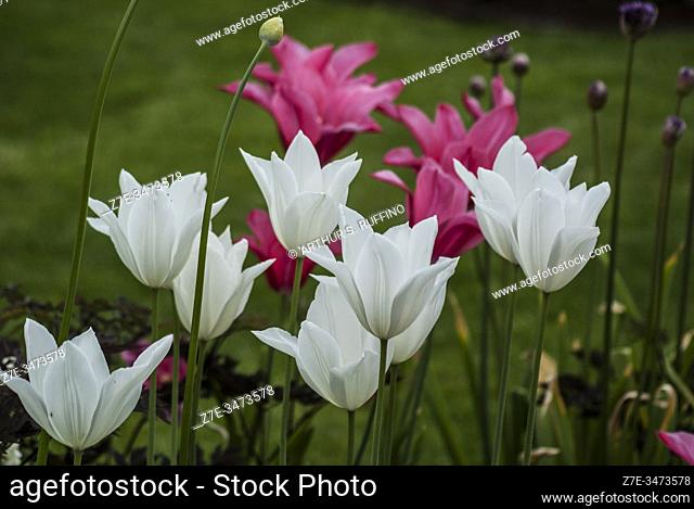 Pink and white tulips. Tulip season at Tivoli Gardens. Copenhagen, Denmark, Europe