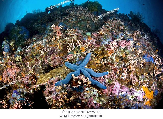 Blue Sea Star in Coral Reef, Linckia laevigata, Cabilao Island, Visayas Islands, Philippines
