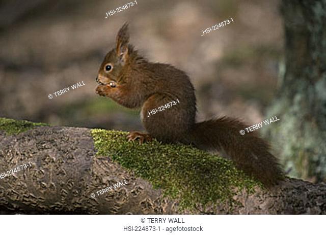 wildlife, mammal, animal, squirrel, red squirrel, sciurus vulgaris, British wildlife