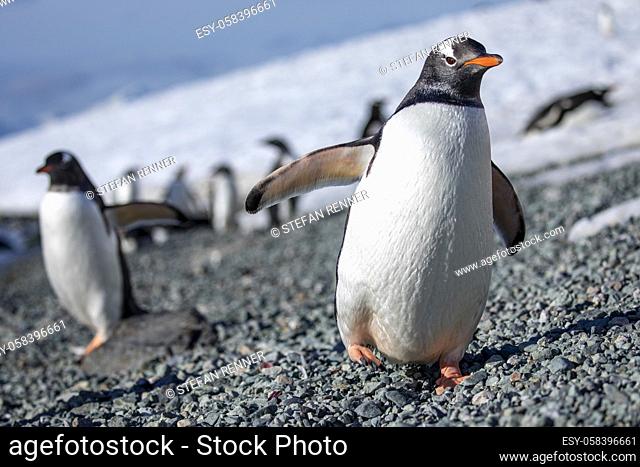 Cute Gentoo Penguin almost tips over when walking on gray stones